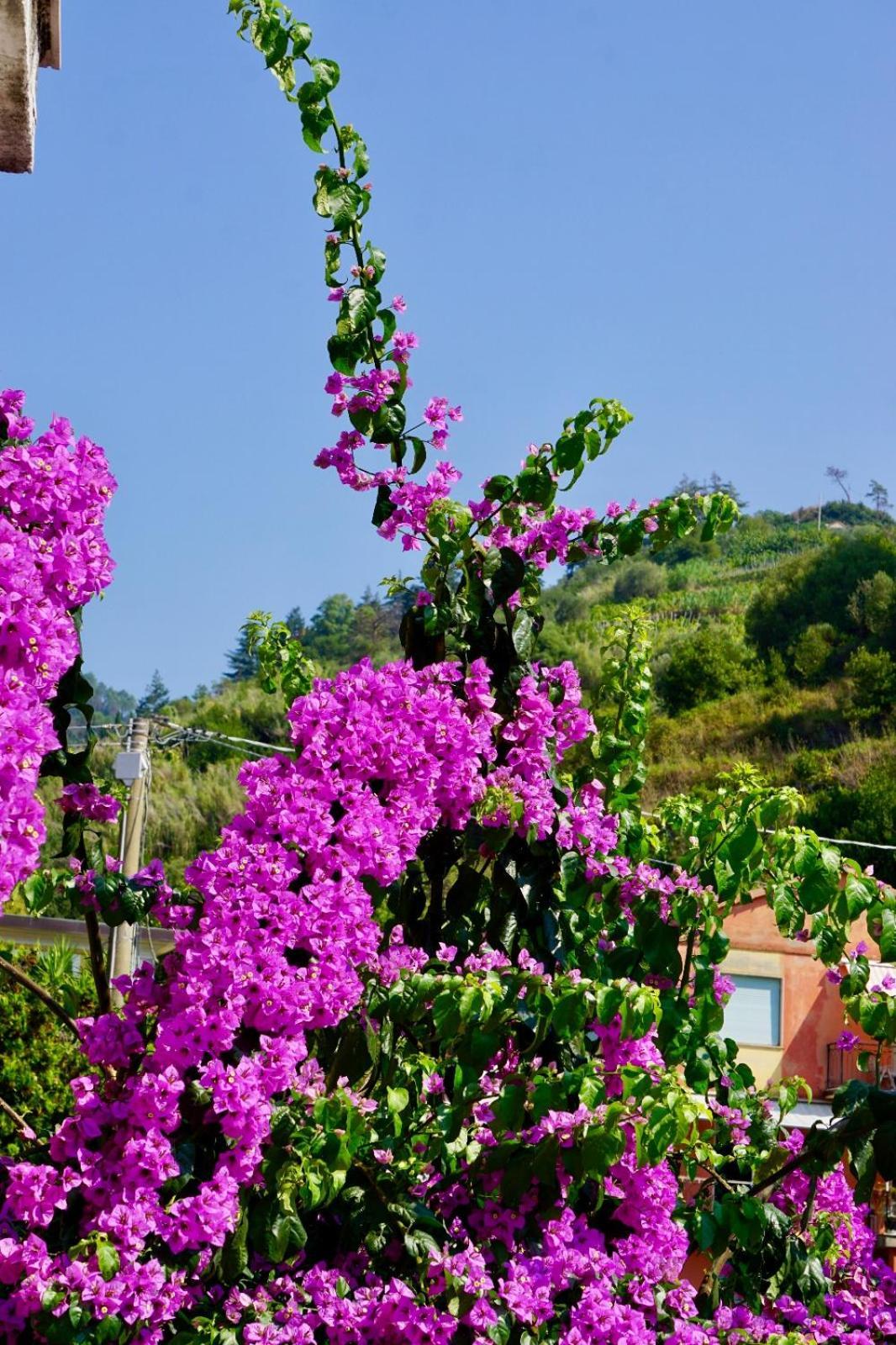 Appartamento Le Conchiglie Monterosso Al Mare Buitenkant foto